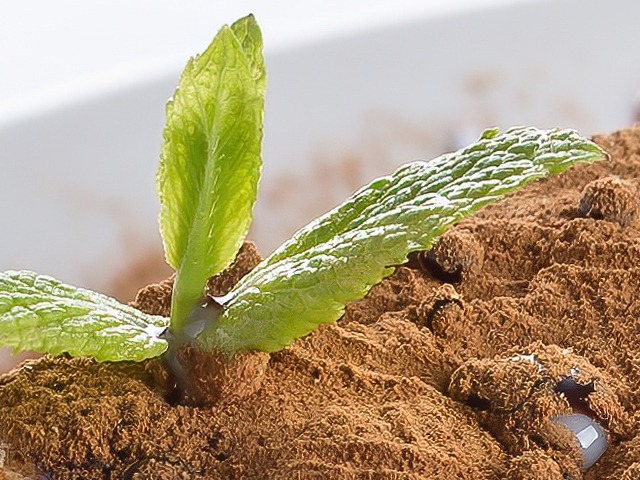 Detail of the original photo at full resolution: mint leaf on cocoa powder